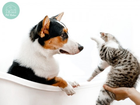 อาบน้ำตัดขนน้องแมว